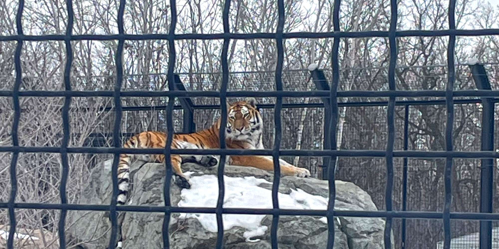 Tiger Enclosure - Assiniboine Park Zoo